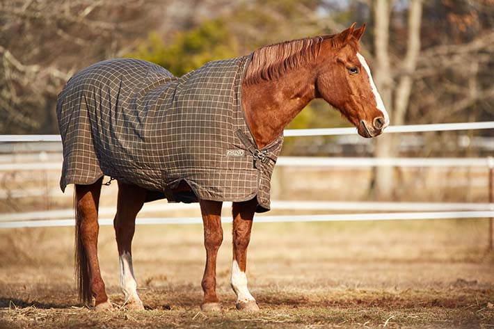 horse in a plaid blanket