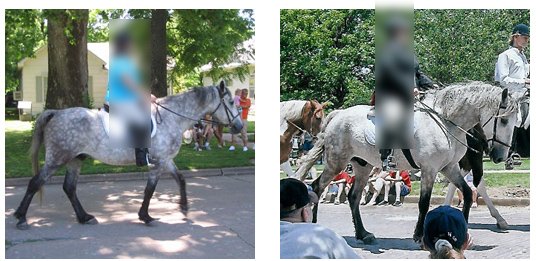 Comparison of a horse with an ewe neck before starting training compared to after several seasons of conditioning