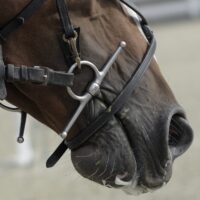 Closeup photograph of a full cheek bit in a horse's mouth.