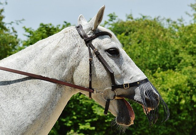 Gebissbeschwerden zeigen sich häufig durch Kopfwerfen und Mundöffnung während des Reitens, da das Pferd versucht, gebissbedingte Schmerzen zu vermeiden