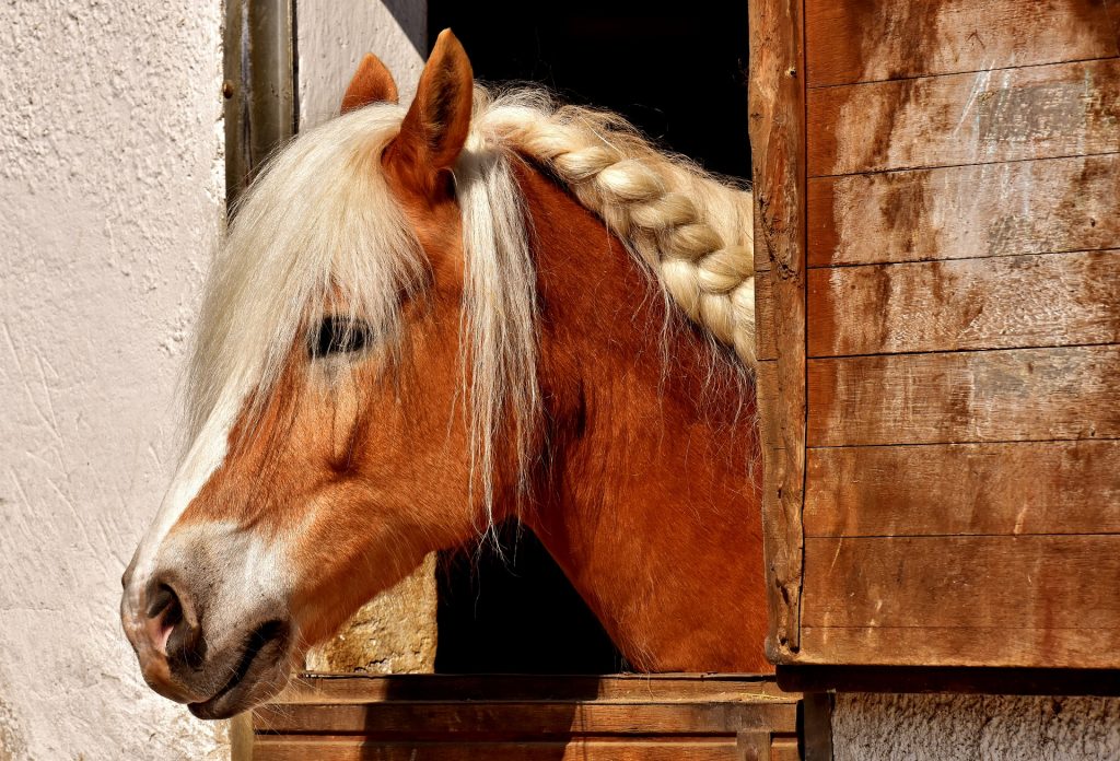  putting a running braid in your horses mane is easy once you find the basic steps