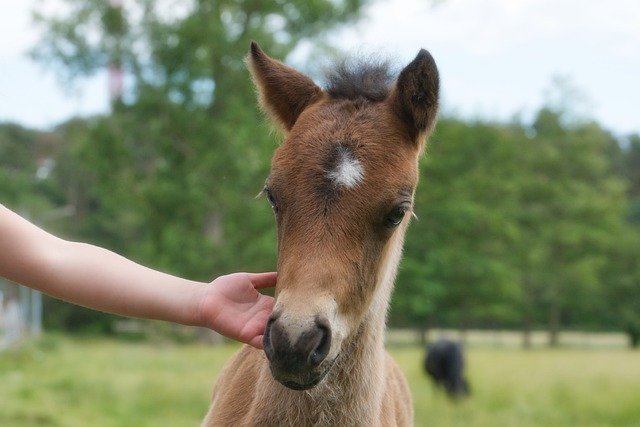 A young foal with face being handled