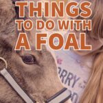 10 things to do with a foal for training, bonding, and enjoying your your horse