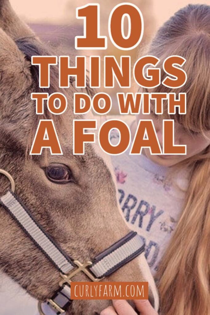 things to do with a foal