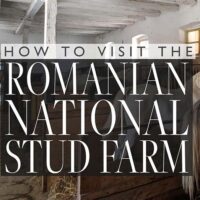 visiting the Romanian national stud farm